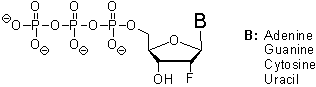 ２’-Fluoro-2'-Deoxynucleoide